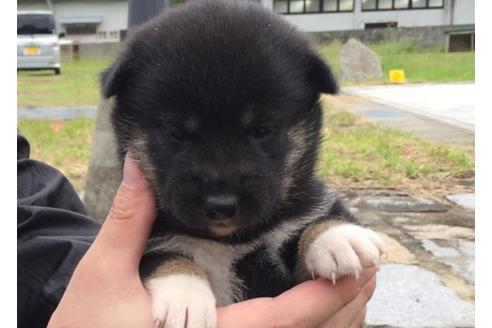 成約済の長崎県の柴犬-23111の1枚目