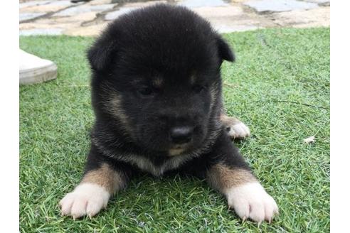 成約済の長崎県の柴犬-23111の2枚目