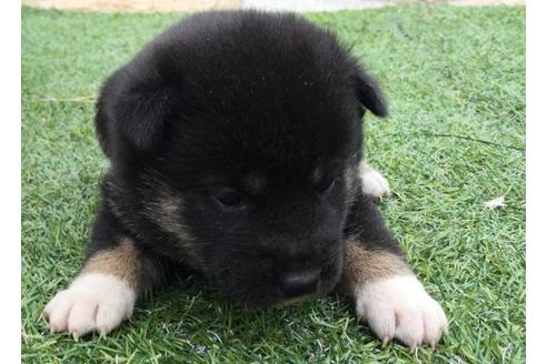 成約済の長崎県の柴犬-23111の3枚目