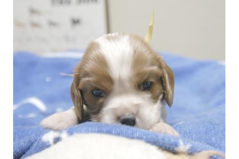 成約済の埼玉県のキャバリアキングチャールズスパニエル-23654の5枚目
