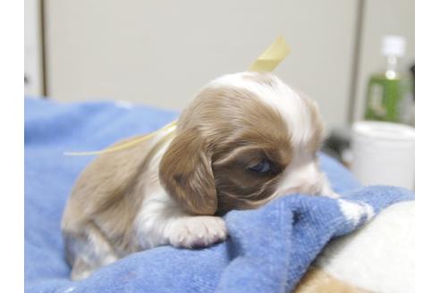 成約済の埼玉県のキャバリアキングチャールズスパニエル-23654の1枚目