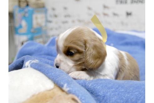 成約済の埼玉県のキャバリアキングチャールズスパニエル-23654の2枚目