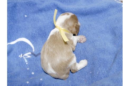 成約済の埼玉県のキャバリアキングチャールズスパニエル-23654の4枚目