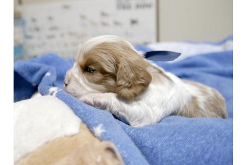 成約済の埼玉県のキャバリアキングチャールズスパニエル-23658の5枚目