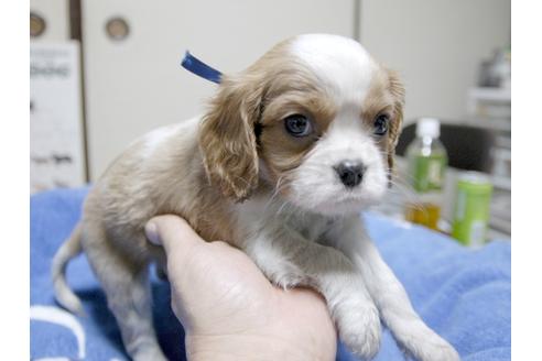 成約済の埼玉県のキャバリアキングチャールズスパニエル-23658の2枚目