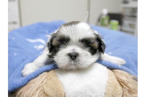 成約済の埼玉県のシーズー-23578の1枚目