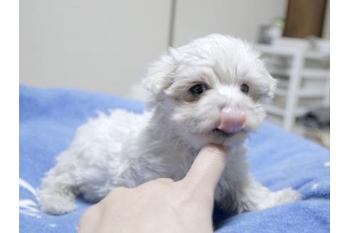 成約済の埼玉県のマルチーズ-23582の2枚目