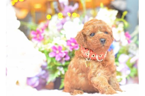 成約済の埼玉県のトイプードル-22828の2枚目