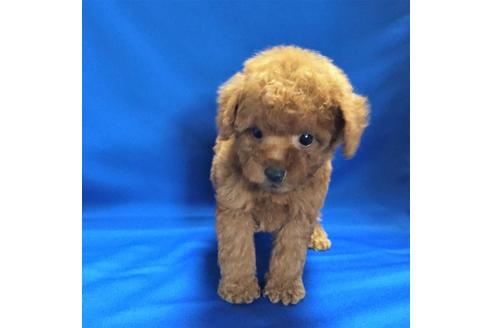 成約済の兵庫県のトイプードル-23668の3枚目