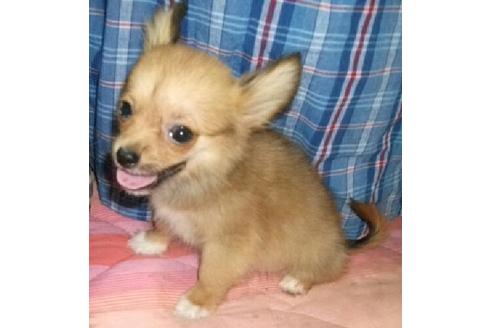 成約済の岐阜県のミックス犬-20452の2枚目
