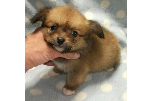 成約済の岐阜県のミックス犬-20452の1枚目