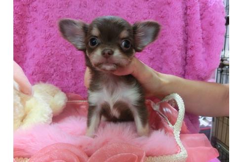 成約済の京都府のチワワ-23693の1枚目