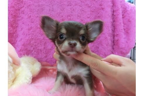 成約済の京都府のチワワ-23693の2枚目