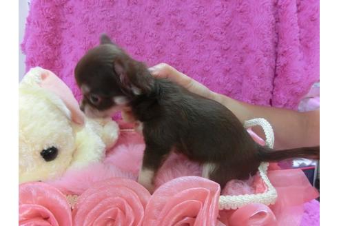 成約済の京都府のチワワ-23693の3枚目