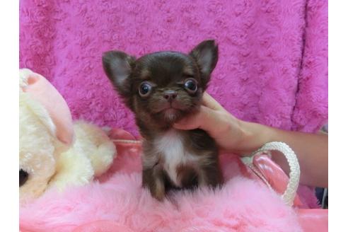 成約済の京都府のチワワ-23694の3枚目