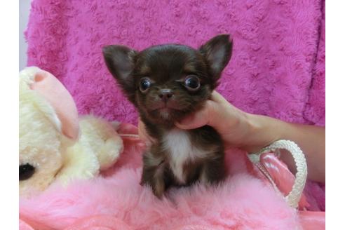 成約済の京都府のチワワ-23694の1枚目