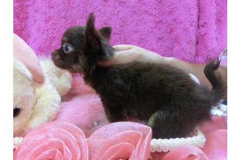 成約済の京都府のチワワ-23694の2枚目