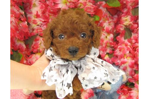成約済の茨城県のトイプードル-23704の1枚目