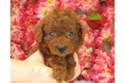 成約済の茨城県のトイプードル-23704の2枚目