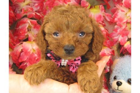 成約済の茨城県のトイプードル-23705の2枚目