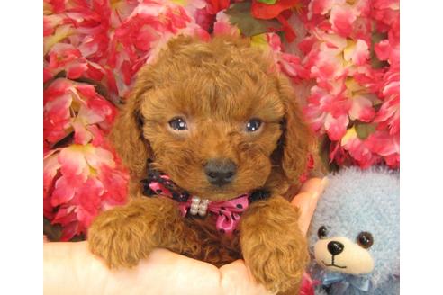 成約済の茨城県のトイプードル-23705の3枚目