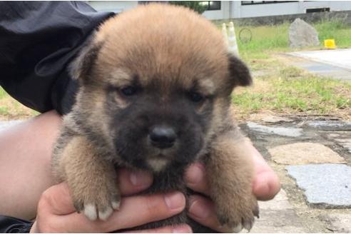 成約済の長崎県の柴犬-23113の1枚目