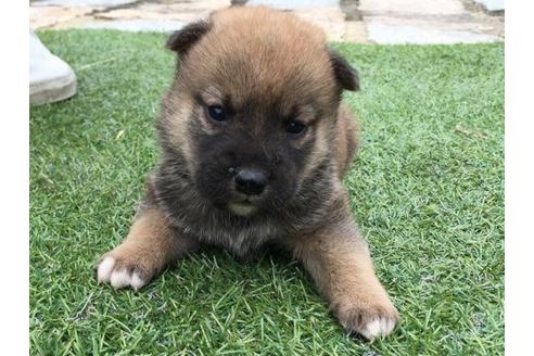 成約済の長崎県の柴犬-23113の3枚目