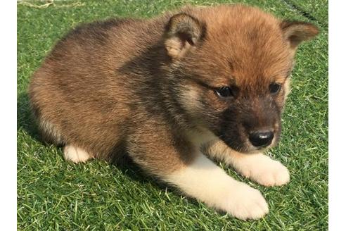 成約済の長崎県の柴犬-21076の1枚目