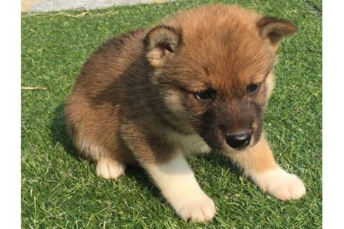 成約済の長崎県の柴犬-21076の3枚目