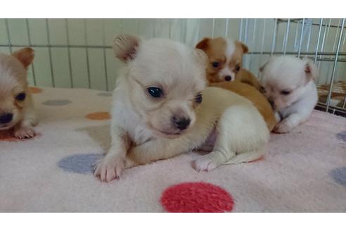 成約済の愛知県のチワワ-23023の2枚目