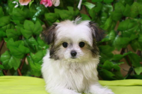 成約済の京都府のチワマル:チワワ×マルチーズ-23763の5枚目