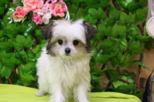 成約済の京都府のチワマル:チワワ×マルチーズ-23763の4枚目