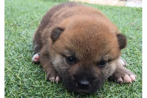 成約済の長崎県の柴犬-22793の1枚目