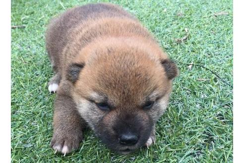 成約済の長崎県の柴犬-22793の2枚目