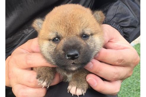 成約済の長崎県の柴犬-22793の3枚目