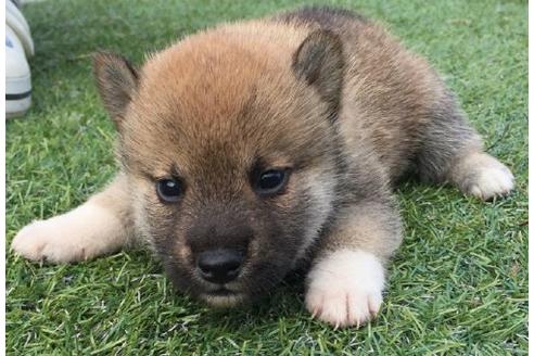 成約済の長崎県の柴犬-22800の1枚目