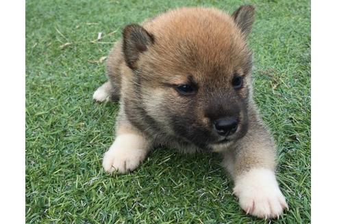 成約済の長崎県の柴犬-22800の2枚目