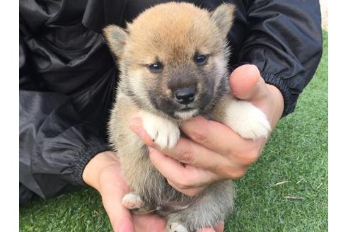 成約済の長崎県の柴犬-22800の3枚目
