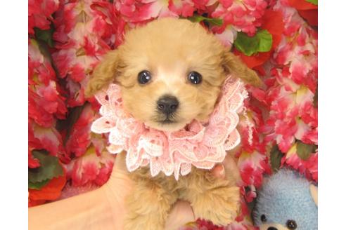 成約済の茨城県のトイプードル-23788の3枚目