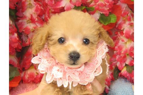 成約済の茨城県のトイプードル-23788の1枚目