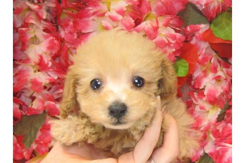 成約済の茨城県のトイプードル-23788の2枚目