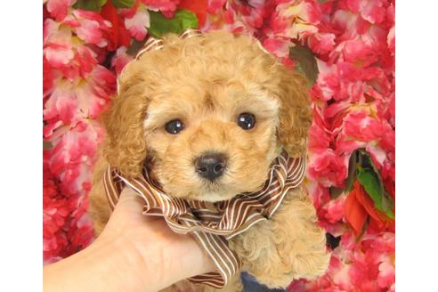 成約済の茨城県のトイプードル-23789の3枚目