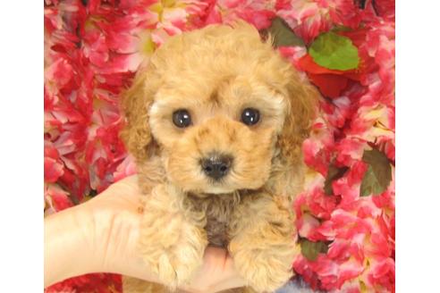 成約済の茨城県のトイプードル-23789の1枚目