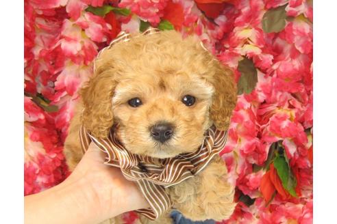 成約済の茨城県のトイプードル-23789の2枚目