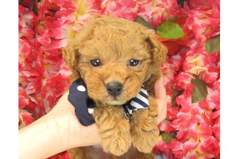 成約済の茨城県のトイプードル-23790の1枚目