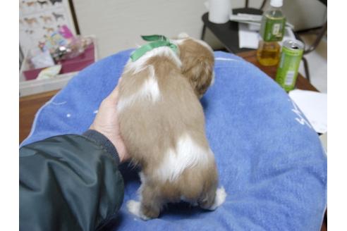 成約済の埼玉県のキャバリアキングチャールズスパニエル-22613の3枚目