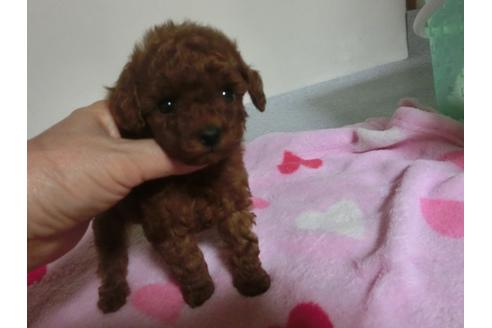 成約済の福岡県のトイプードル-23808の1枚目