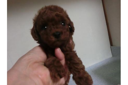 成約済の福岡県のトイプードル-23808の2枚目