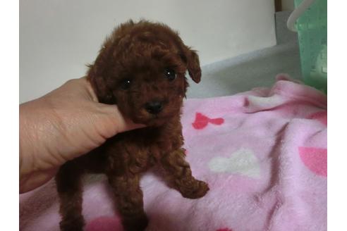 成約済の福岡県のトイプードル-23808の4枚目