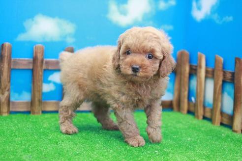 成約済の滋賀県のトイプードル-23815の1枚目